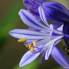 Agapanthus: The Real Lily of the Nile