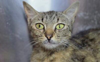 A Tender Heart in Need of Healing: Adopt Smoothie!